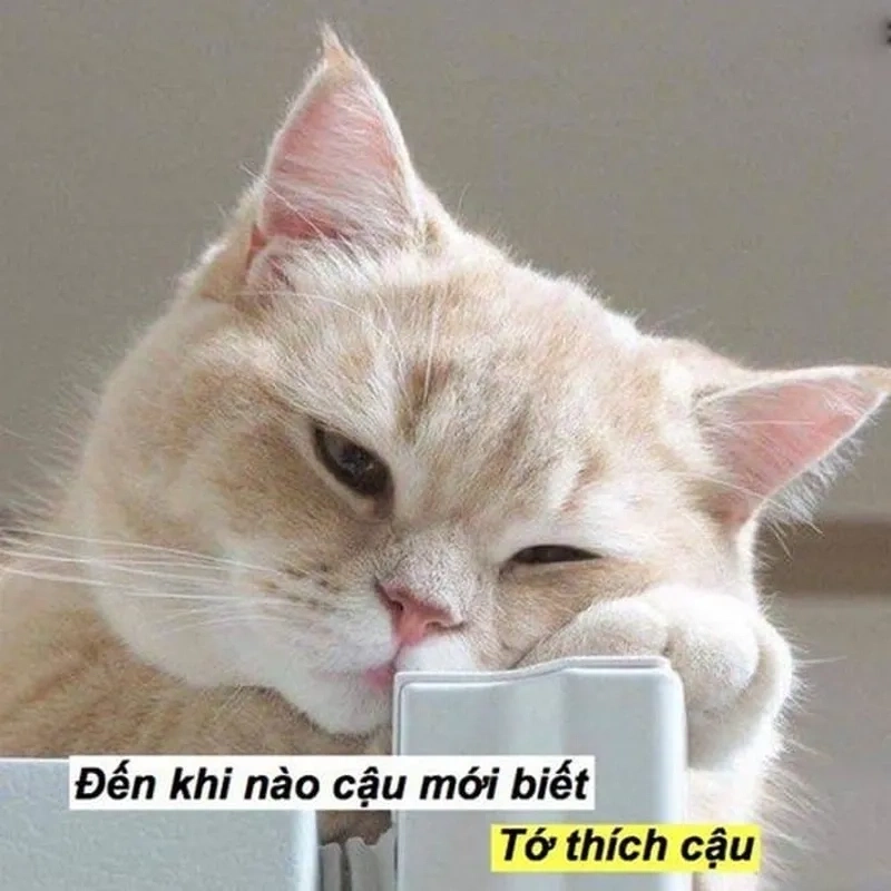 Meme tình yêu chân thành là cách dễ thương để bạn thể hiện tình yêu sâu sắc và nồng ấm đến người mình yêu.