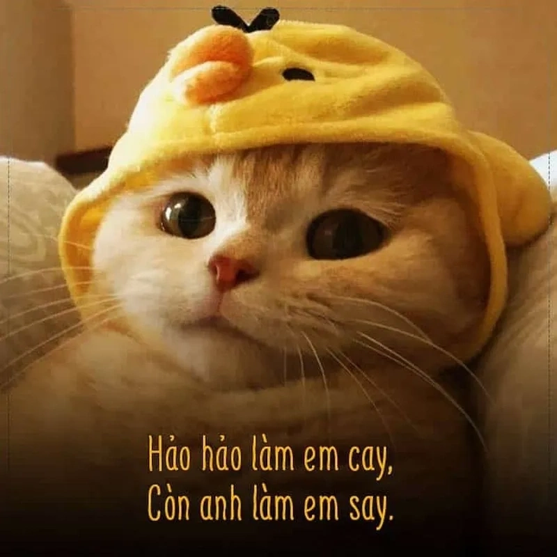 Meme yêu 1 người vô tâm, giúp bạn chia sẻ cảm xúc khó xử trong tình yêu một cách hài hước và nhẹ nhàng.