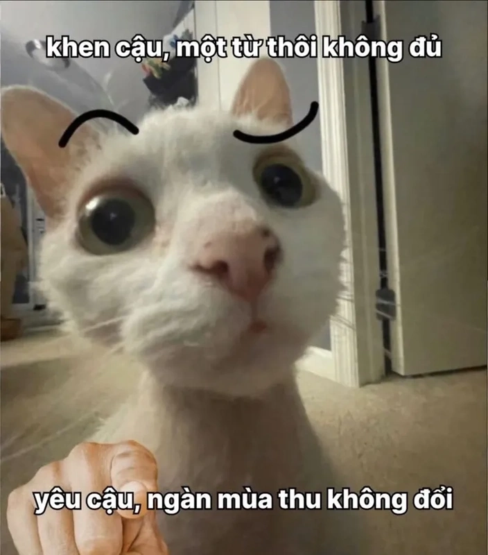 Crush meme tỏ tình hài hước, sẽ khiến bạn trở thành người đặc biệt trong mắt đối phương ngay lập tức!