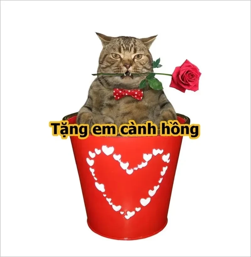 Meme tặng trái tim, món quà tình cảm ngọt ngào và dễ thương.