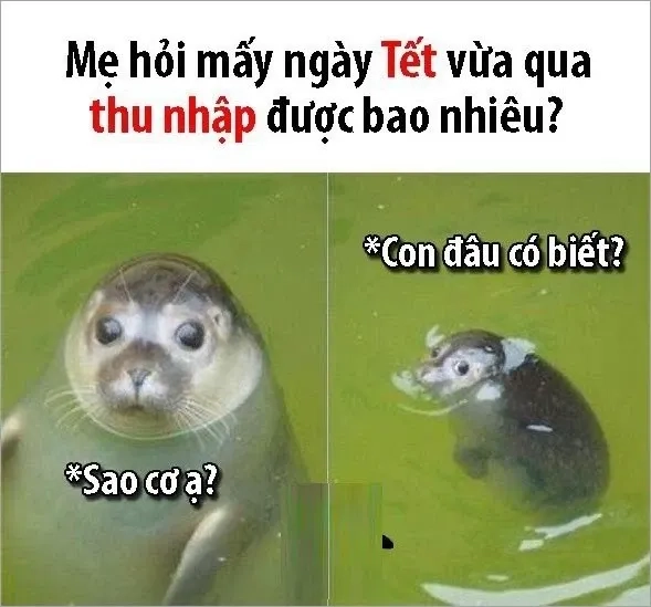 Chào đón năm mới cùng meme mèo tết 2024 cực độc.