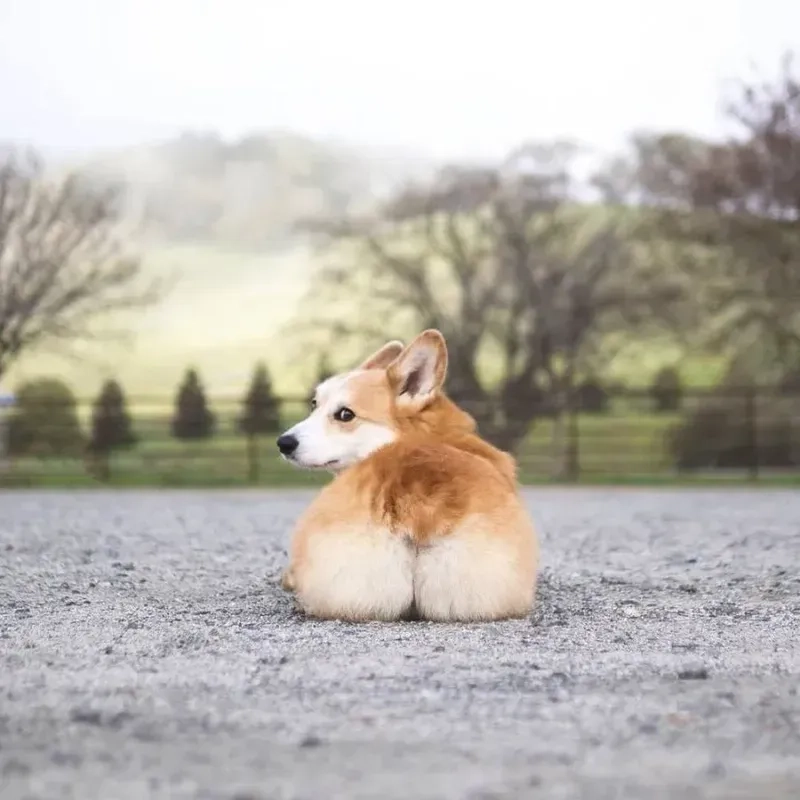 Hình nền chó Corgi cute với đôi chân ngắn và thân hình dễ thương sẽ khiến bạn không thể không yêu thích.