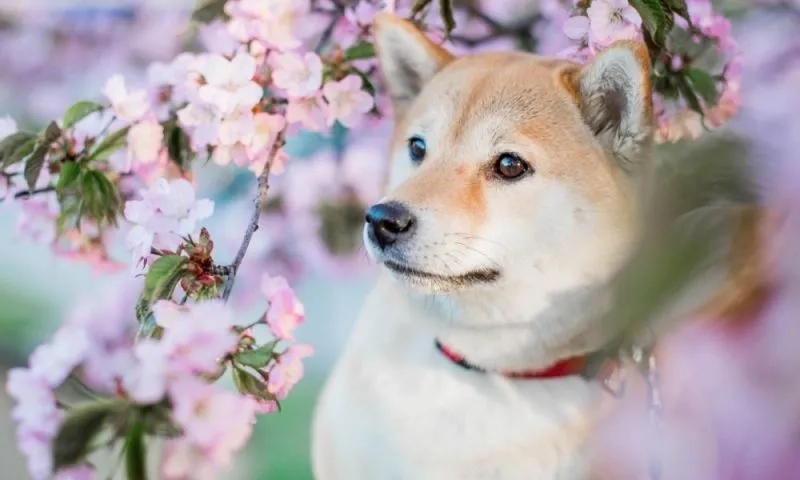 Hình nền Shiba với vẻ đẹp đầy cá tính sẽ là lựa chọn hoàn hảo cho những ai yêu thích sự mạnh mẽ và dễ thương.