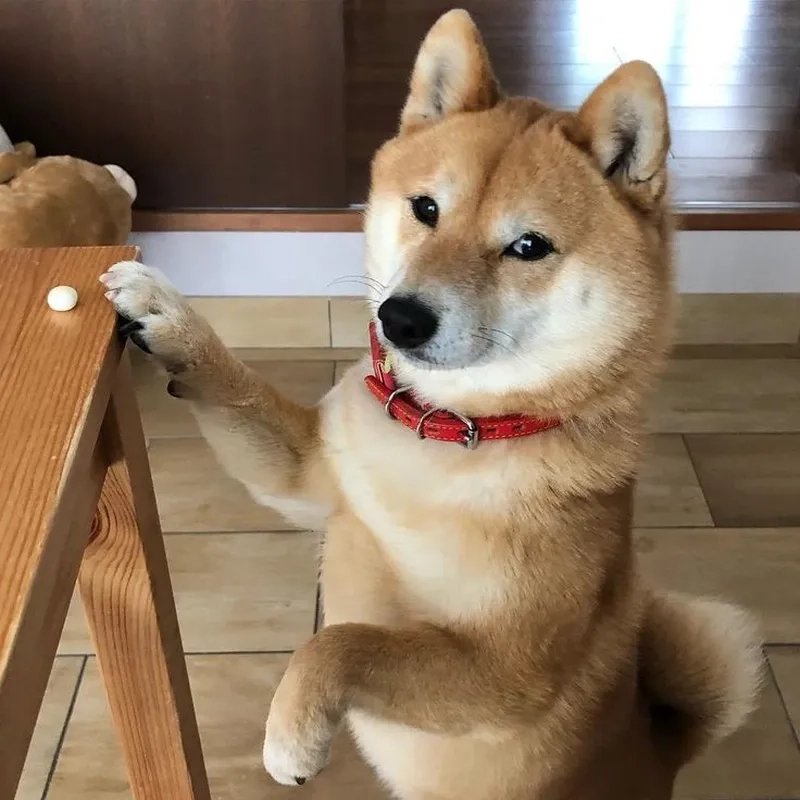 Hình nền Shiba cute luôn tạo nên không gian dễ thương, giúp bạn cảm thấy vui vẻ và thoải mái mỗi khi sử dụng điện thoại.