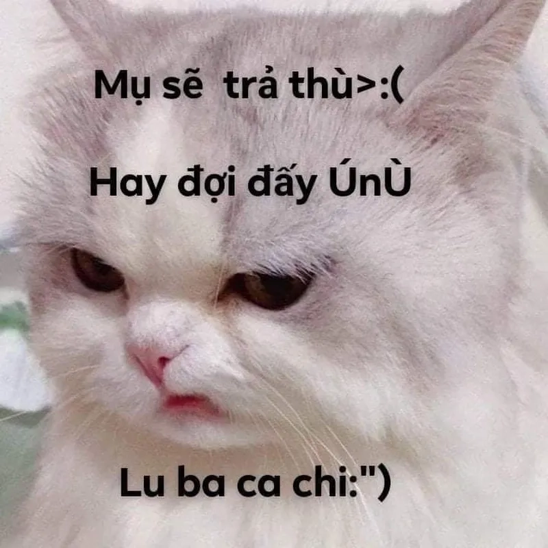 Biểu tượng hài hước từ ảnh meme cute, nâng cao trải nghiệm trò chuyện