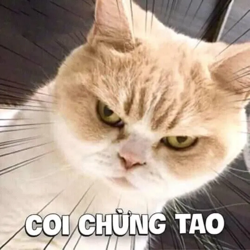 Ảnh hài meme nổi bật, thu hút và gây tiếng cười cho mọi người