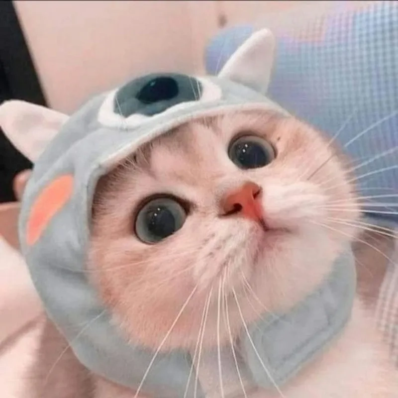 Avatar ảnh mèo cute là sự kết hợp hoàn hảo giữa sự dễ thương và sự ngộ nghĩnh, thu hút mọi ánh nhìn.