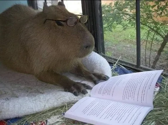 Thả tim ngay với ảnh capybara meme cute hài hước này.