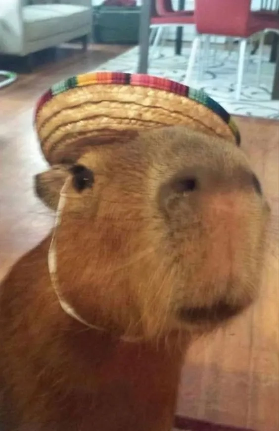 Chia sẻ ngay hình ảnh capybara meme cực vui nhộn.