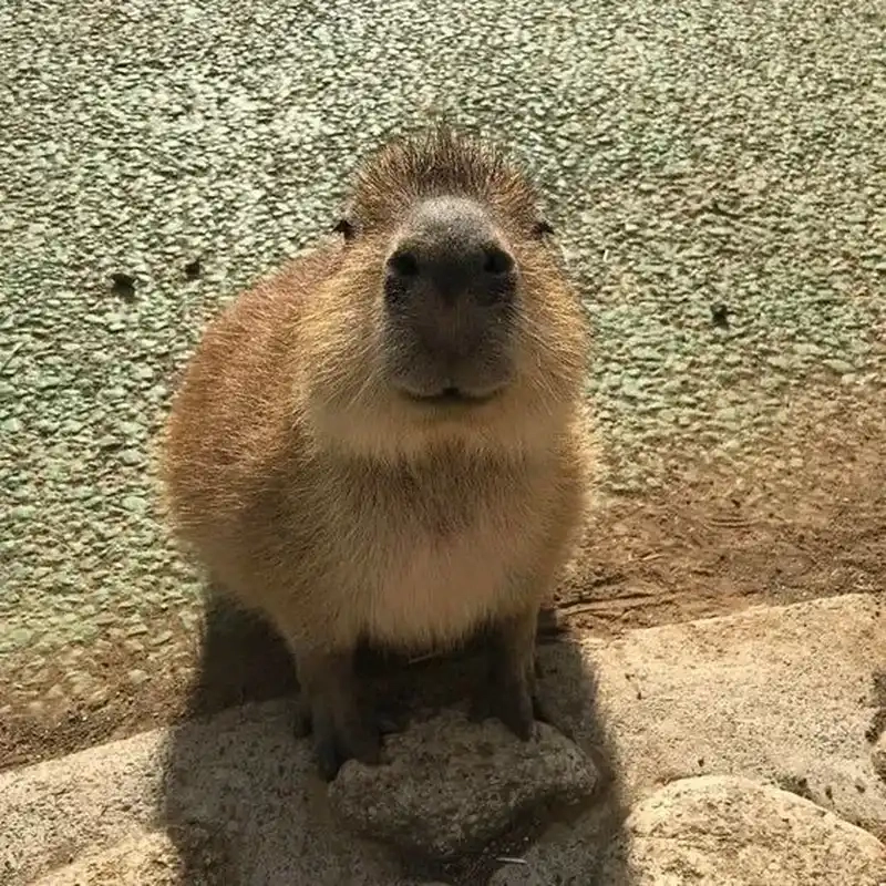 Làm mới thiết bị với hình nền capybara meme đặc sắc.