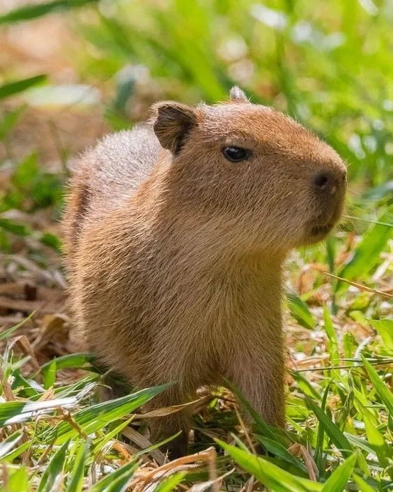 Bộ sưu tập capybara meme images không thể bỏ qua.