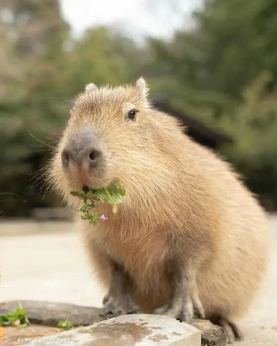 Hài hước với hình capybara meme độc nhất.