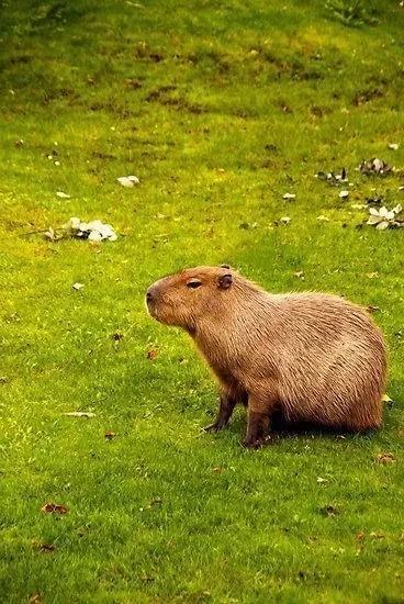 Khám phá thêm hình meme capybara ấn tượng.