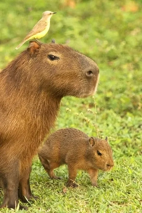 Lưu ngay ảnh capybara meme hài hước độc đáo.