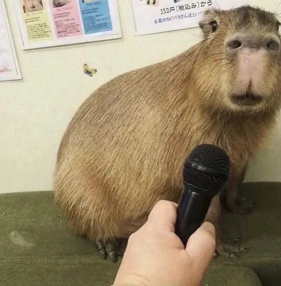 Thích thú với con capybara meme biểu cảm dễ thương.