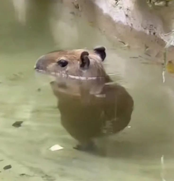 Cười không ngừng với meme capybara hét vui nhộn.