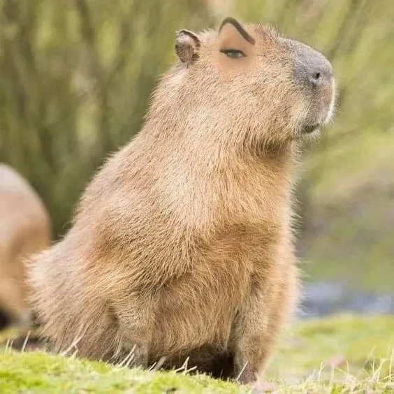 Thử ngay capybara meme song siêu sáng tạo.