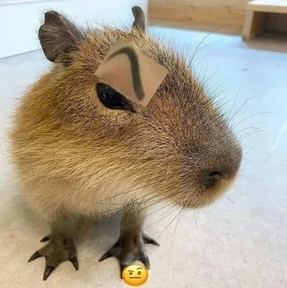 Chiêm ngưỡng anime capybara meme siêu dễ thương.