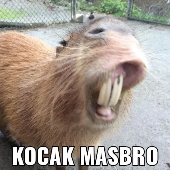 Cập nhật ngay avatar capybara meme độc đáo.