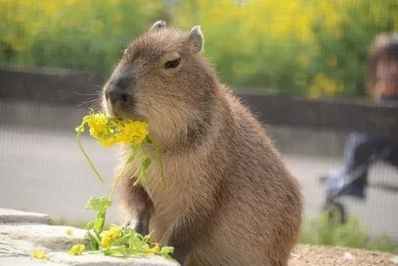 Bất ngờ với buff capybara meme siêu ngầu.