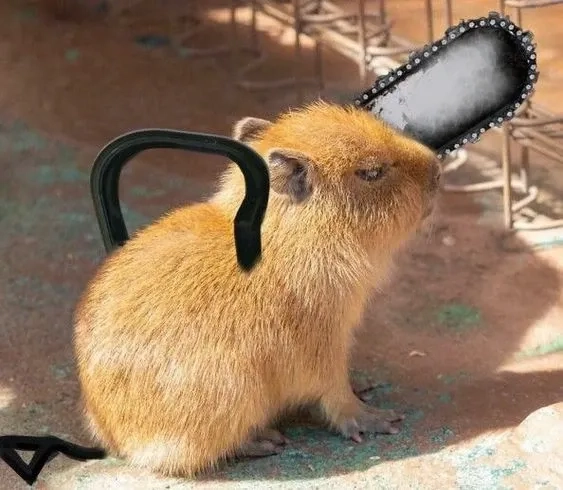 Hình ảnh capybara driving meme siêu lạ mắt.