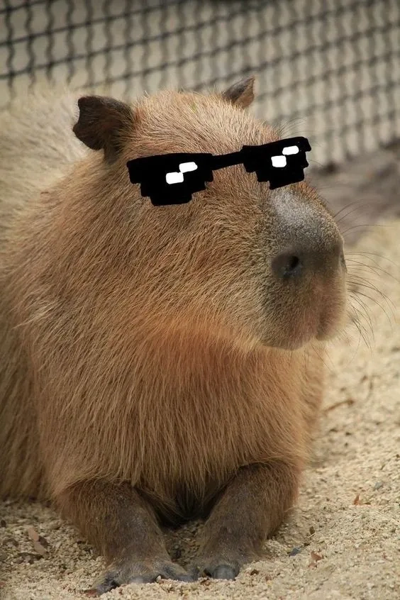 Hài hước bất ngờ từ capybara egg meme sáng tạo.