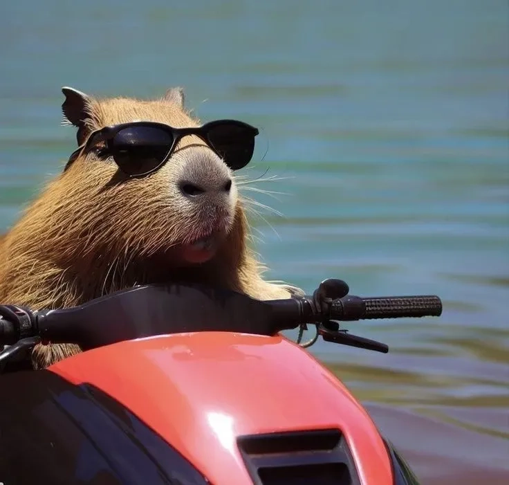 Cười vui với capybara happy birthday meme độc đáo.