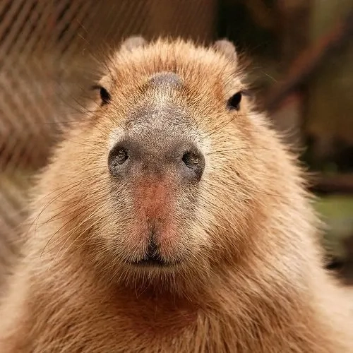 Lãng mạn với capybara valentine meme độc đáo.