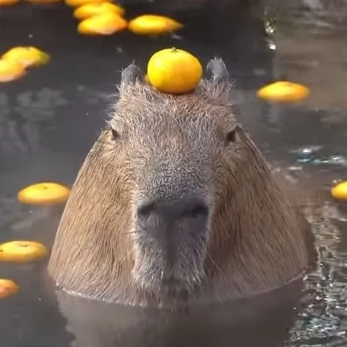 Chiêm ngưỡng capybara meme art đầy sáng tạo.