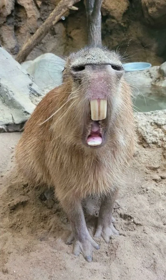 Ngầu lòi với capybara meme batman độc đáo.