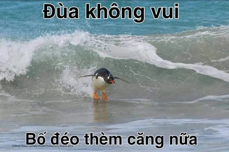 Chắc chắn bạn sẽ yêu thích meme con chim cực đáng yêu này.