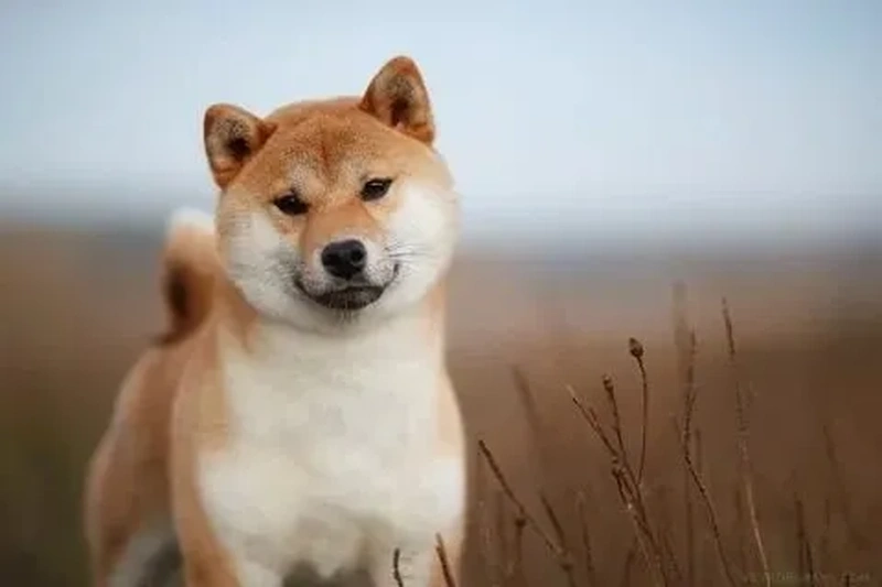 Doge Shiba Inu dog meme vẫn luôn là lựa chọn yêu thích của cộng đồng mạng với sự ngộ nghĩnh, hài hước.