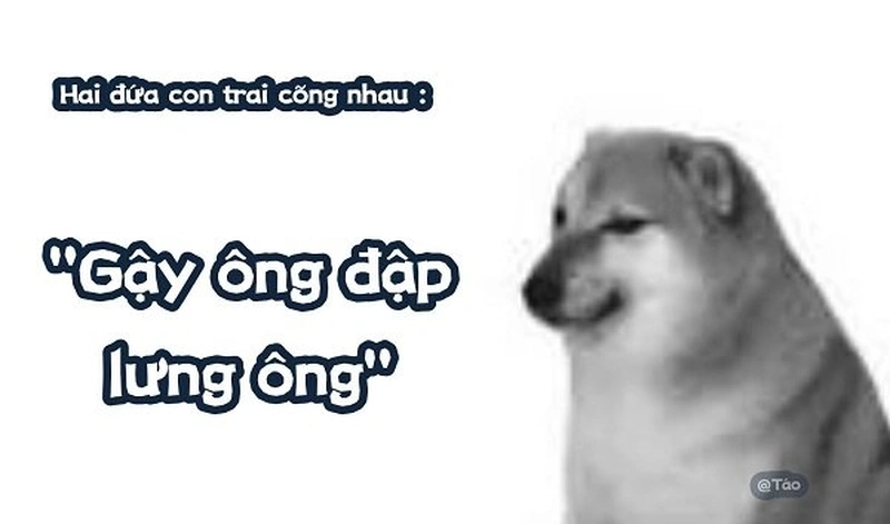 Khám phá ngay những hình chó Shiba meme dễ thương, với biểu cảm không thể nào ngừng cười!