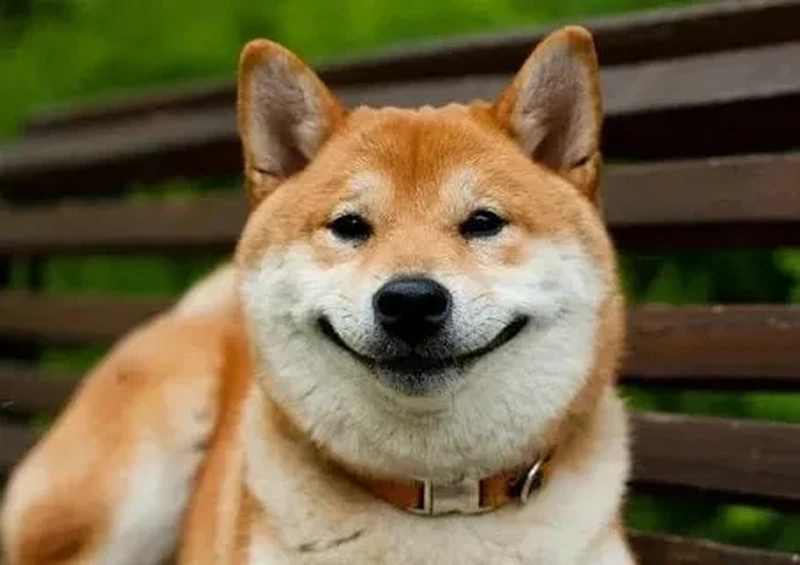 Con chó Shiba meme mang đến những giây phút thư giãn tuyệt vời, với những biểu cảm hài hước không thể bỏ qua.