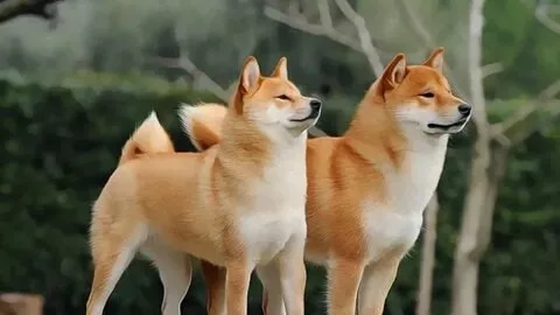 Thêm ngay hình nền chó Shiba meme dễ thương vào điện thoại để mỗi lần nhìn là bạn sẽ mỉm cười!