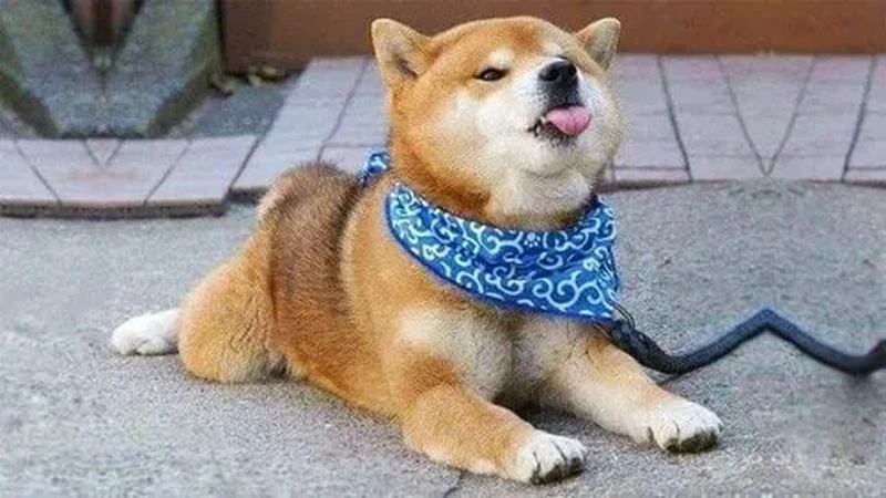 Shiba Inu meme coin mang lại sự thú vị không chỉ về tài chính mà còn về meme với chú chó Shiba nổi tiếng!