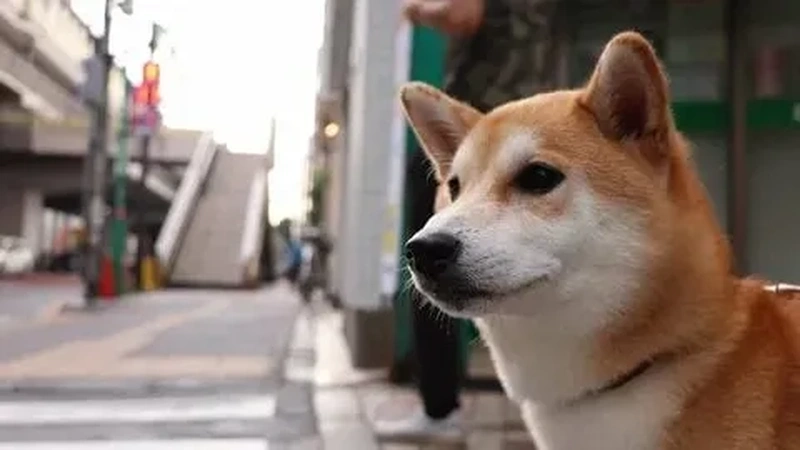 Meme Shiba Bonk luôn là lựa chọn yêu thích với những tình huống hài hước mà bạn không thể bỏ qua.