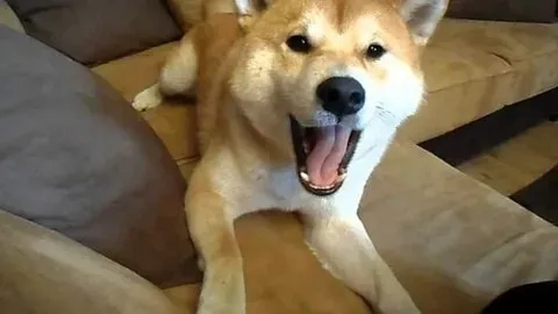 Shiba meme chó Shiba là sự kết hợp hoàn hảo giữa sự dễ thương và những tình huống hài hước khó quên.