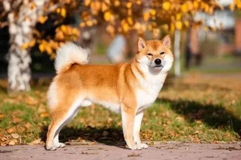 Shiba dog meme luôn thu hút sự chú ý nhờ vào vẻ ngoài đáng yêu và những biểu cảm cực kỳ hài hước.