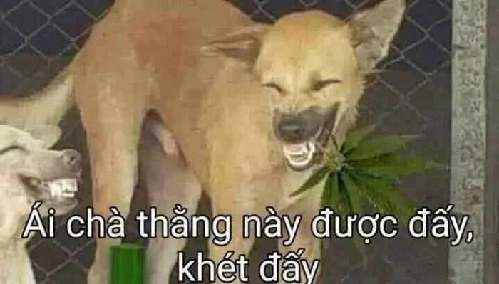 Chó Shiba meme luôn mang lại những khoảnh khắc siêu đáng yêu mà ai cũng yêu thích.