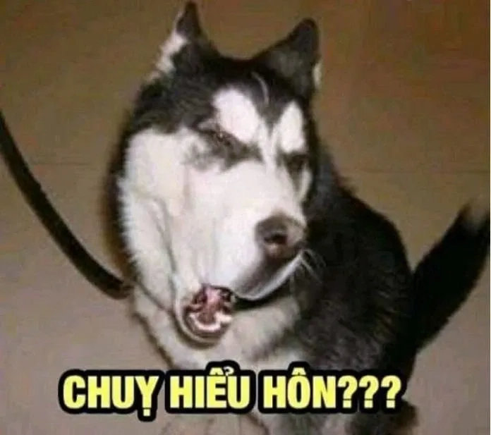 Chó meme hài giúp bạn thư giãn với những khoảnh khắc thú vị và hài hước.