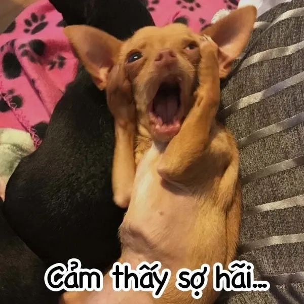 Meme chó chihuahua cực kỳ dễ thương, khiến bạn không thể rời mắt!