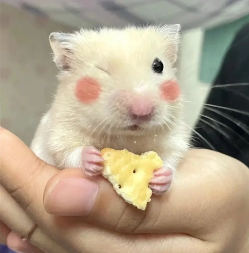 Meme con chuột hamster làm ai cũng bật cười