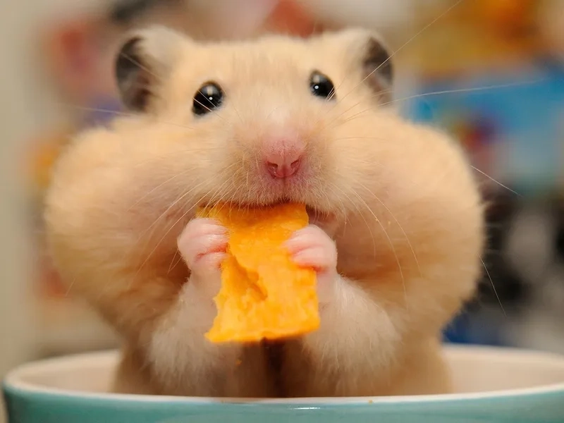 Meme chuột hamster chạy xe siêu ngộ nghĩnh