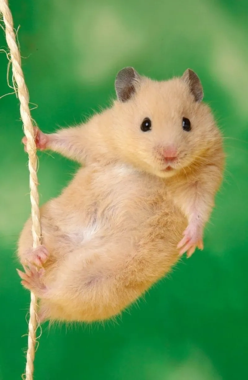 Hamster hài hước chuột meme khiến ngày mới thêm thú vị