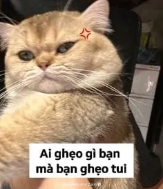 Meme mèo chuối khóc cực hài, dễ dàng gây cười cho mọi người.