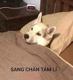 Meme con mèo khóc luôn khiến người xem bật cười vì sự dễ thương.