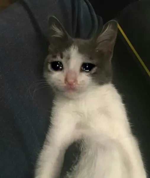 Kitten crying cats meme chắc chắn sẽ khiến bạn bật cười vì quá dễ thương!