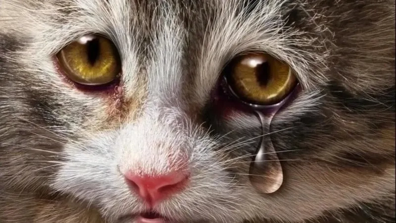 Crying banana cat meme cực kỳ hài hước và đáng yêu, bạn không thể bỏ qua.