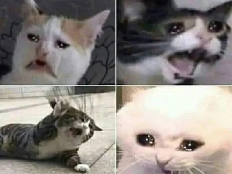 Mèo cry meme khiến bạn không thể ngừng cười vì sự đáng yêu quá mức!